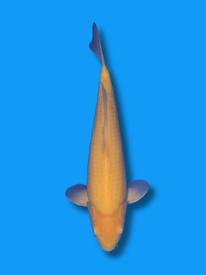 Karashigoi | Koi&Co.